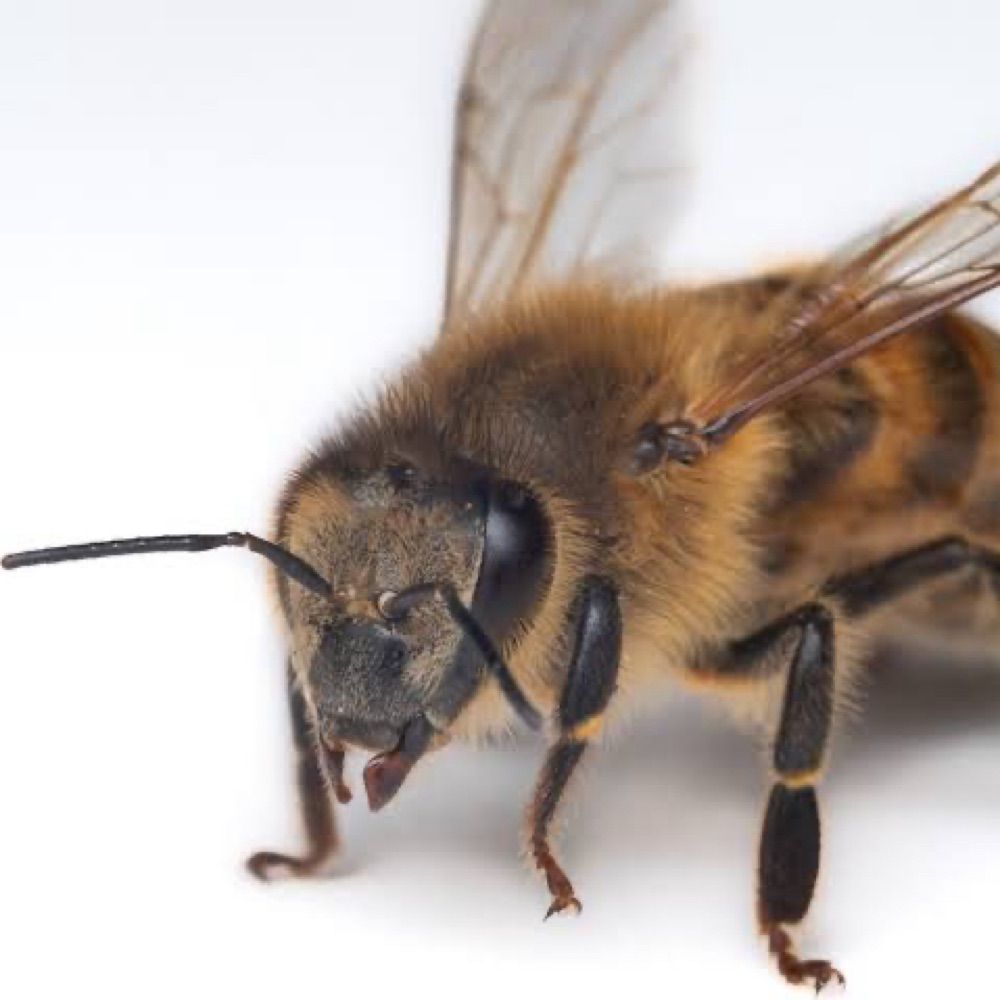 Bee G 🐝
