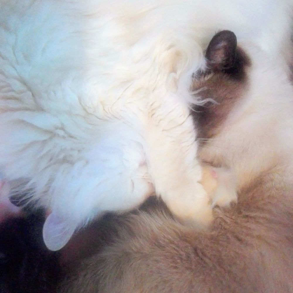 猫だけ。