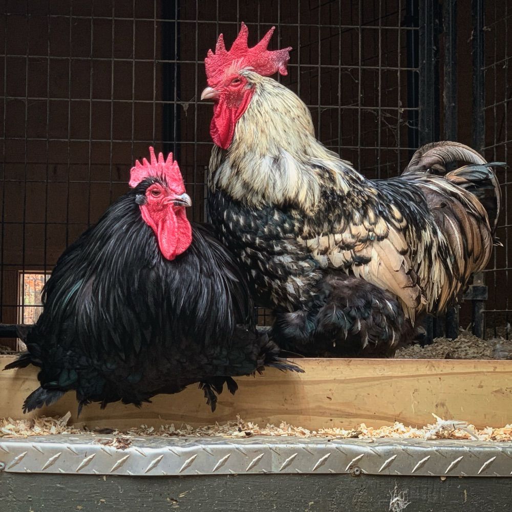Triangle Chicken Advocates