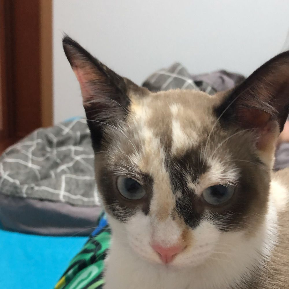 Viturugu