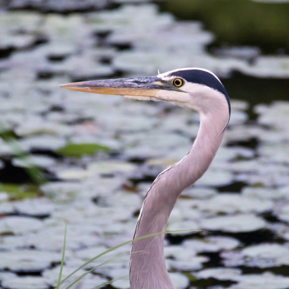 Boese Photography