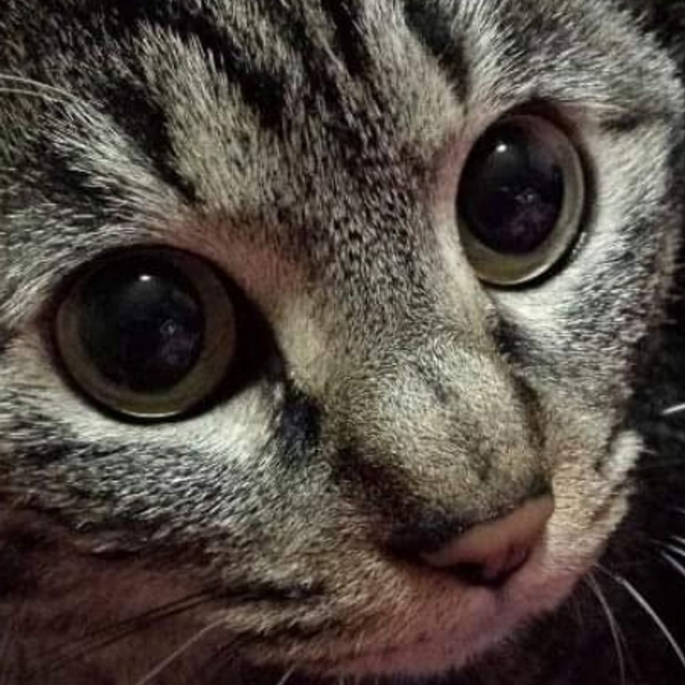 やちこ