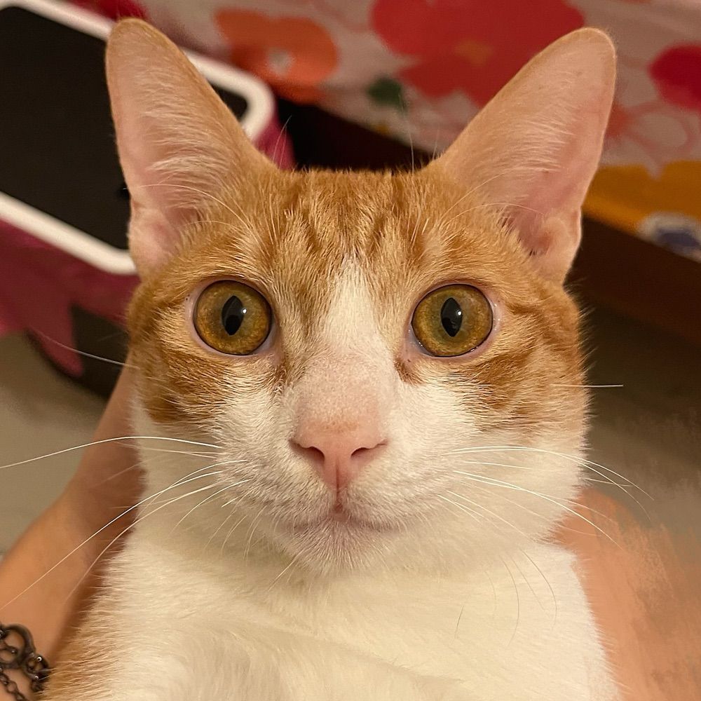Litamo