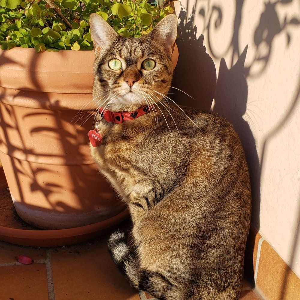 Oleander