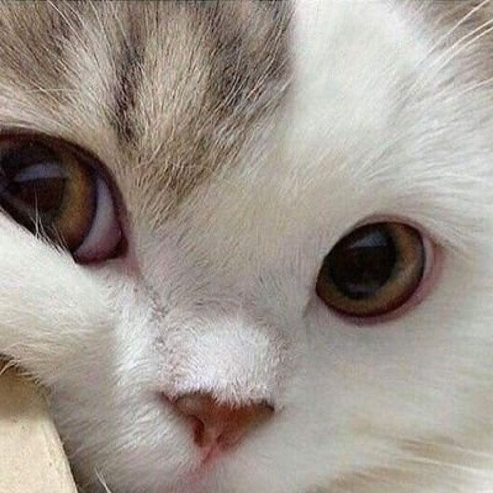 에우리디𝗥𝗜𝗠