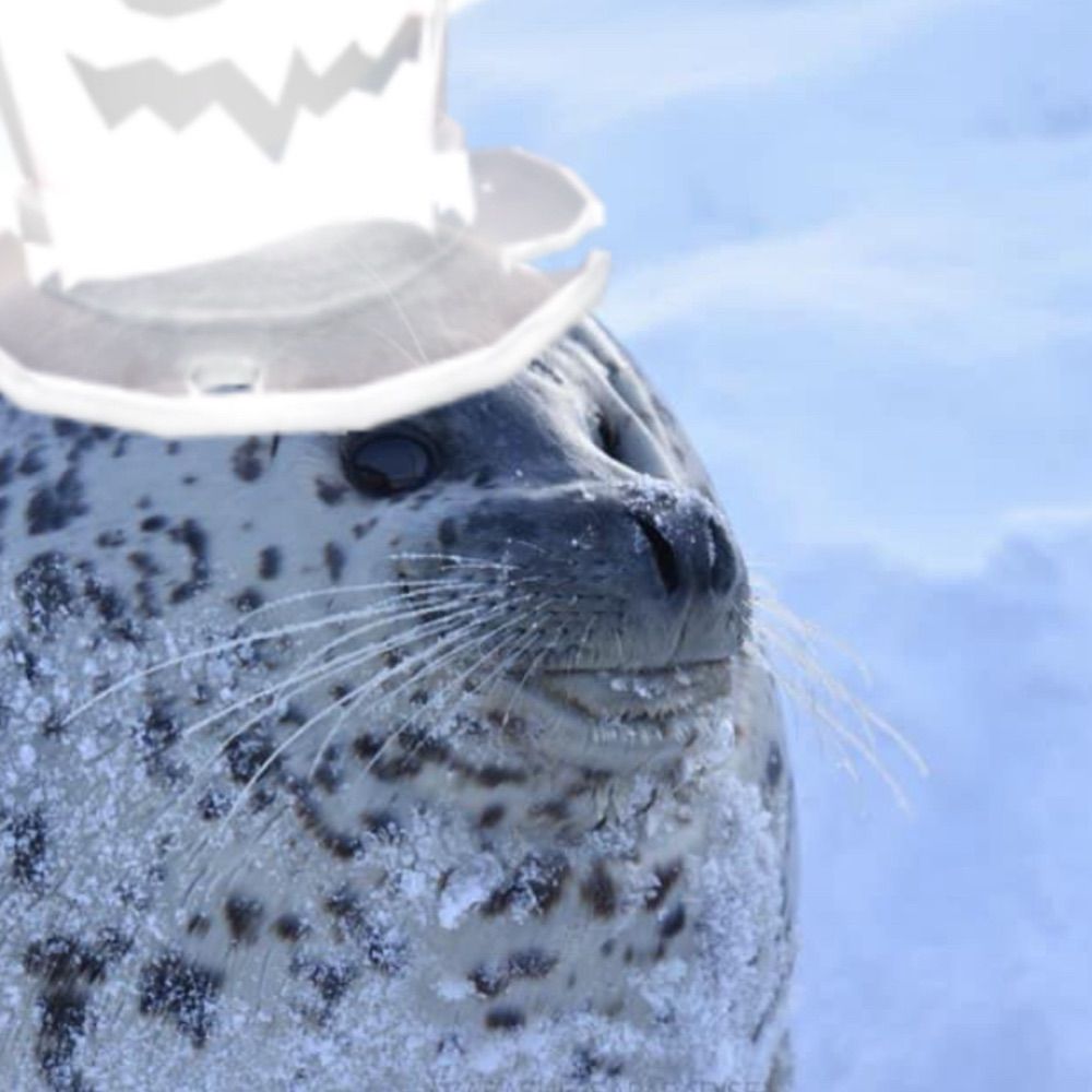 Seal_Blubver