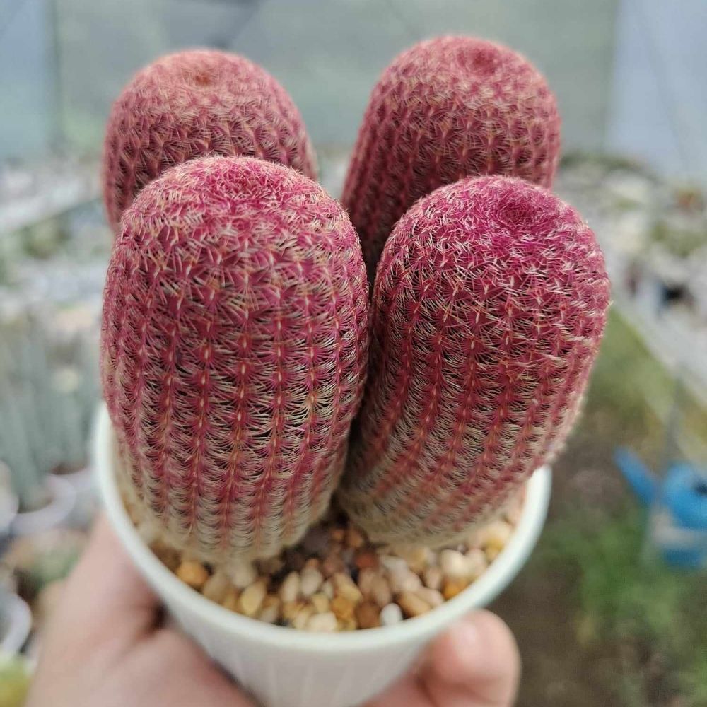 Literally Cactus