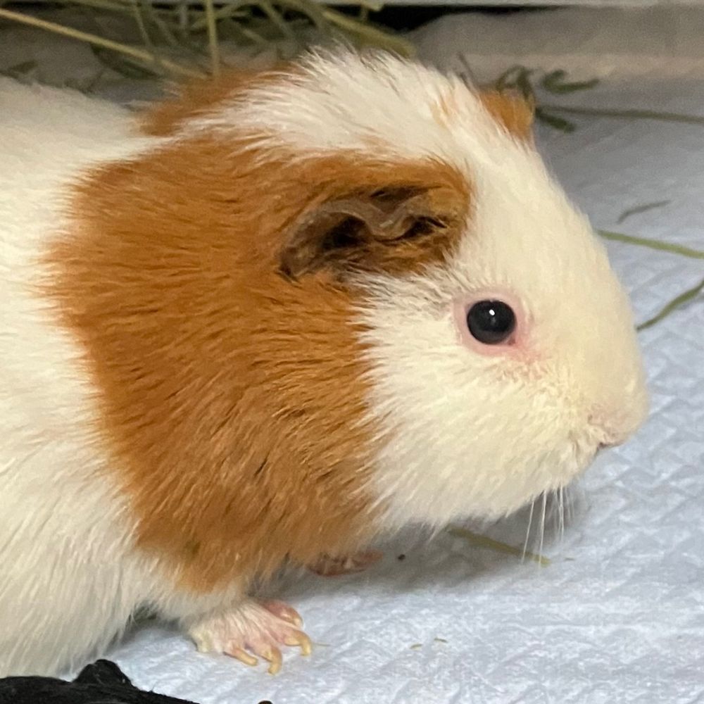 コアラ@(・●・)@