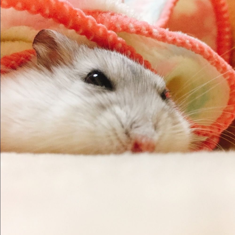 現実
