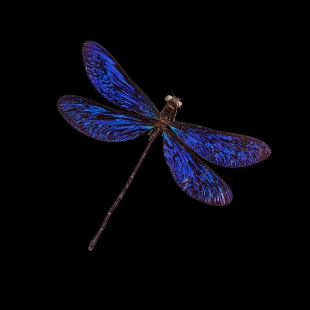 Gnat
