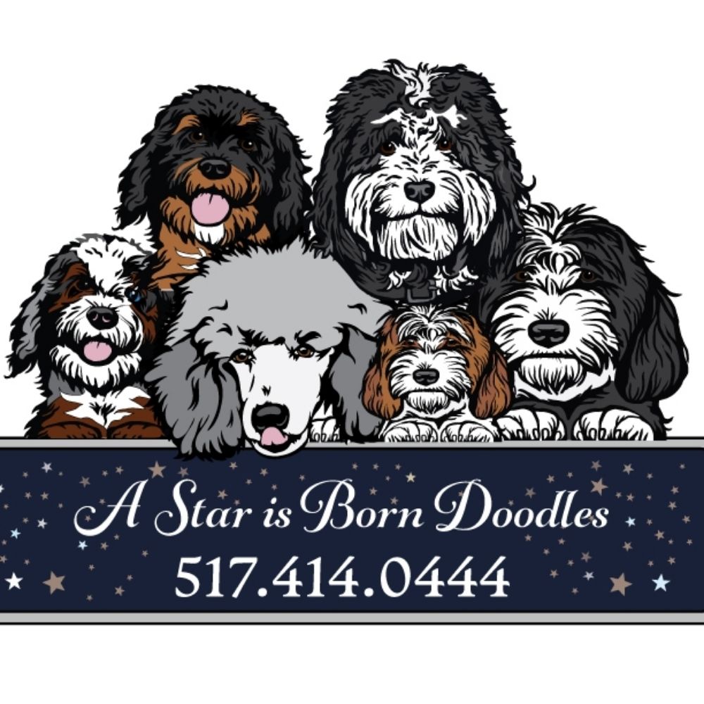 A Star Is Born Doodles Bernedoodles- Susie Mulvaney
