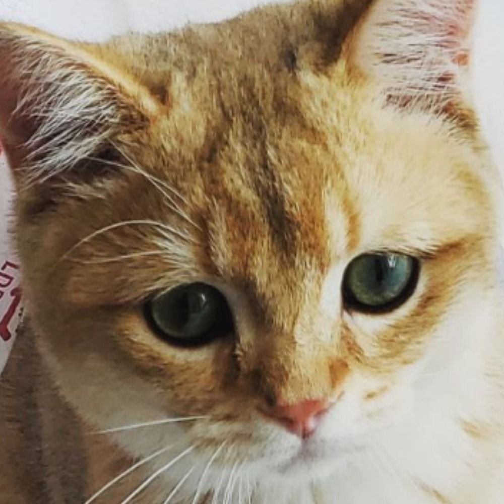 Meowzzies