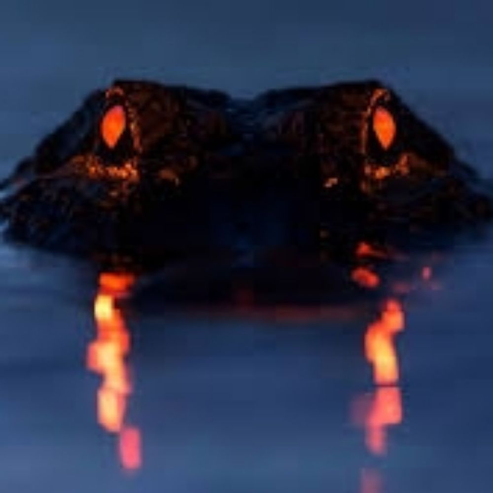 Insta-gator