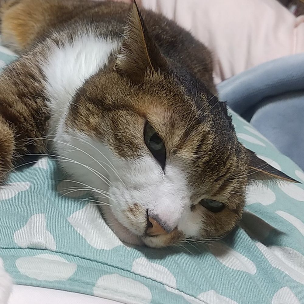 こけら