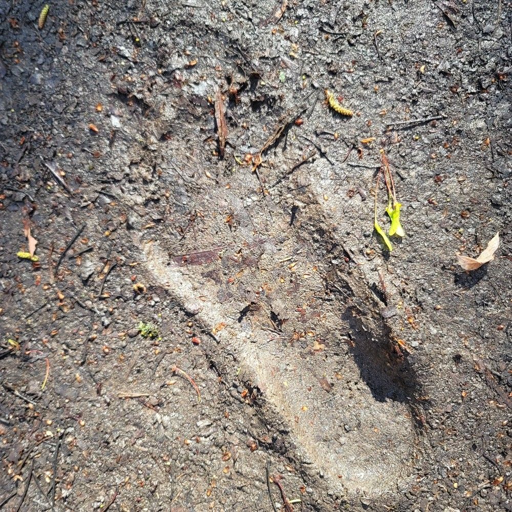 Barefoot Bob