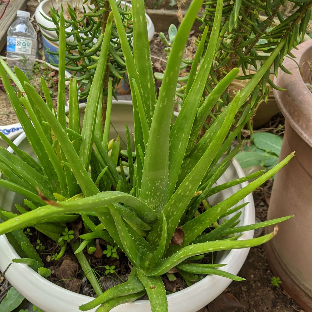 aloe