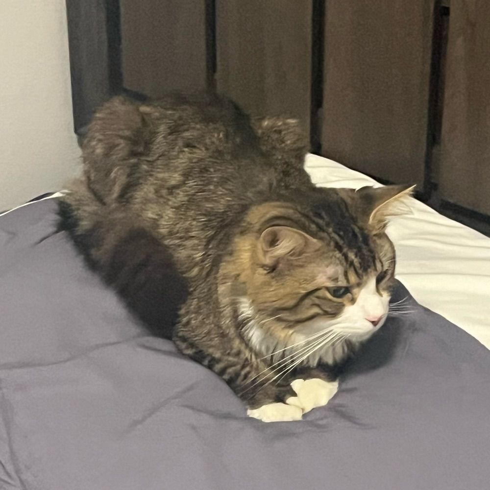 loafary