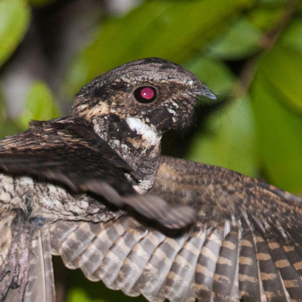 The Curse of the Nightjar