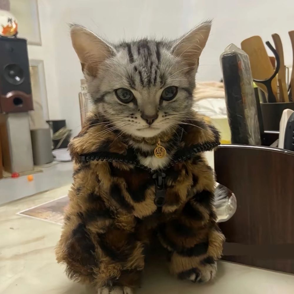 ShowYourCat