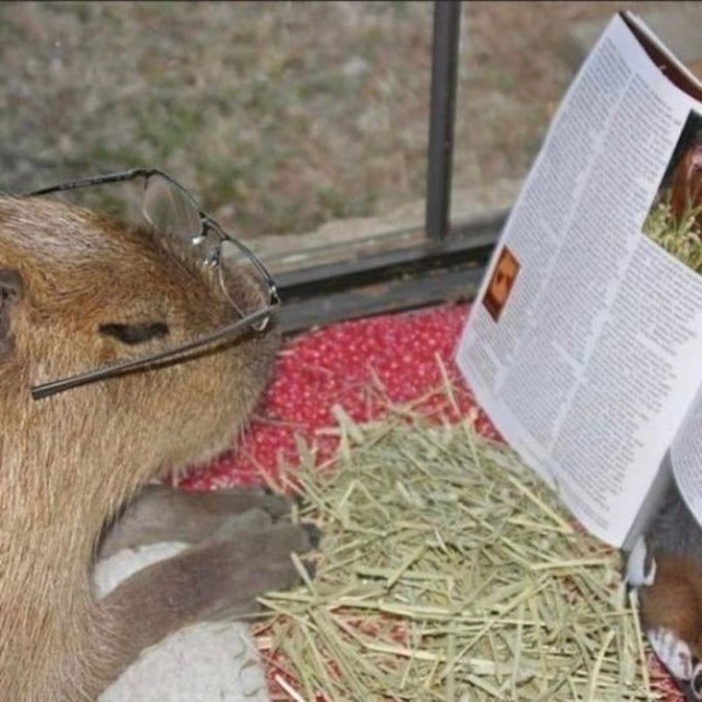 Vi, a capivara 🦥