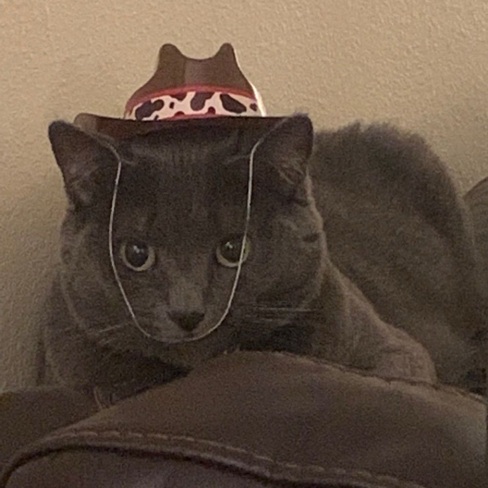  stephacoco