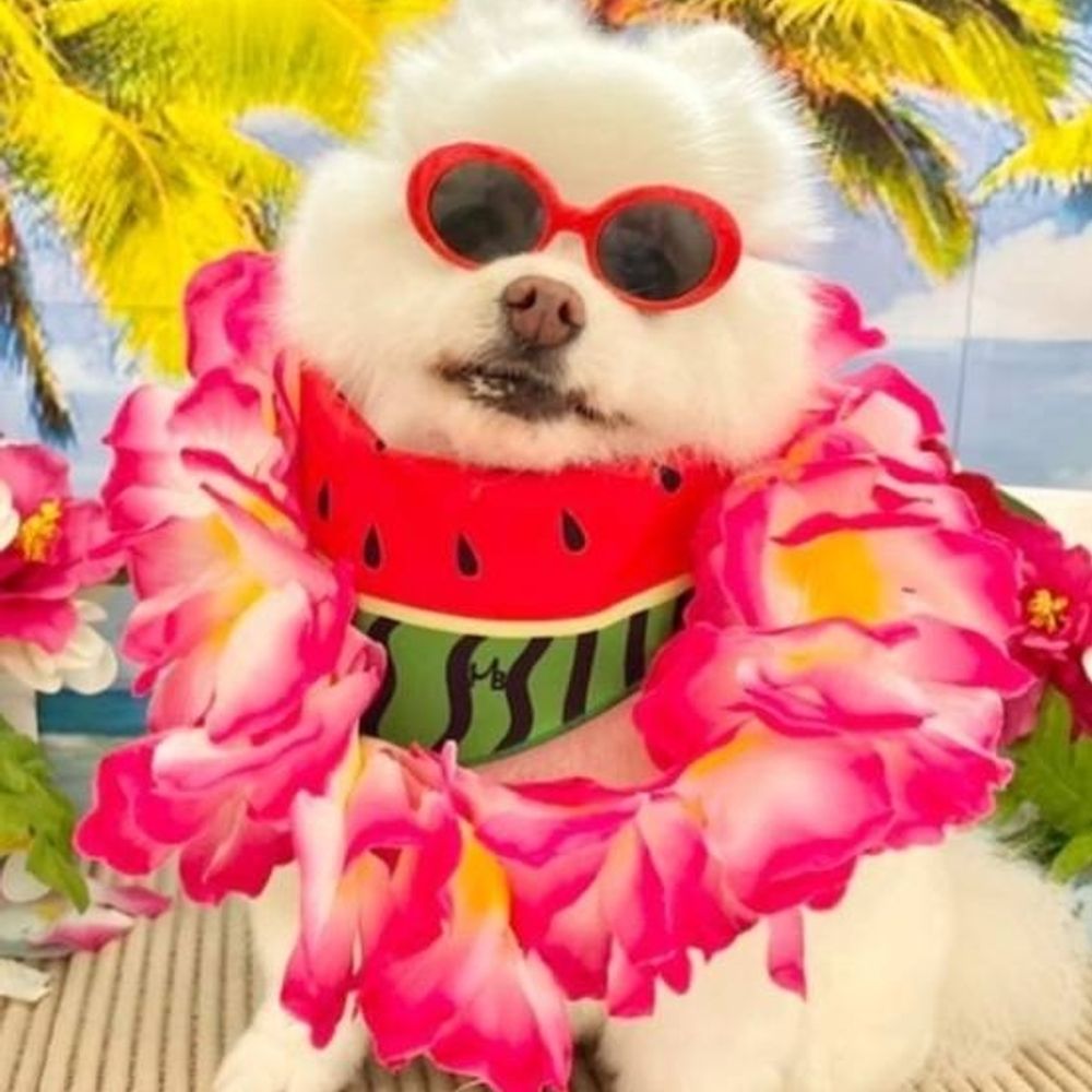 そねしな？🏴‍☠️͛🍃🐚