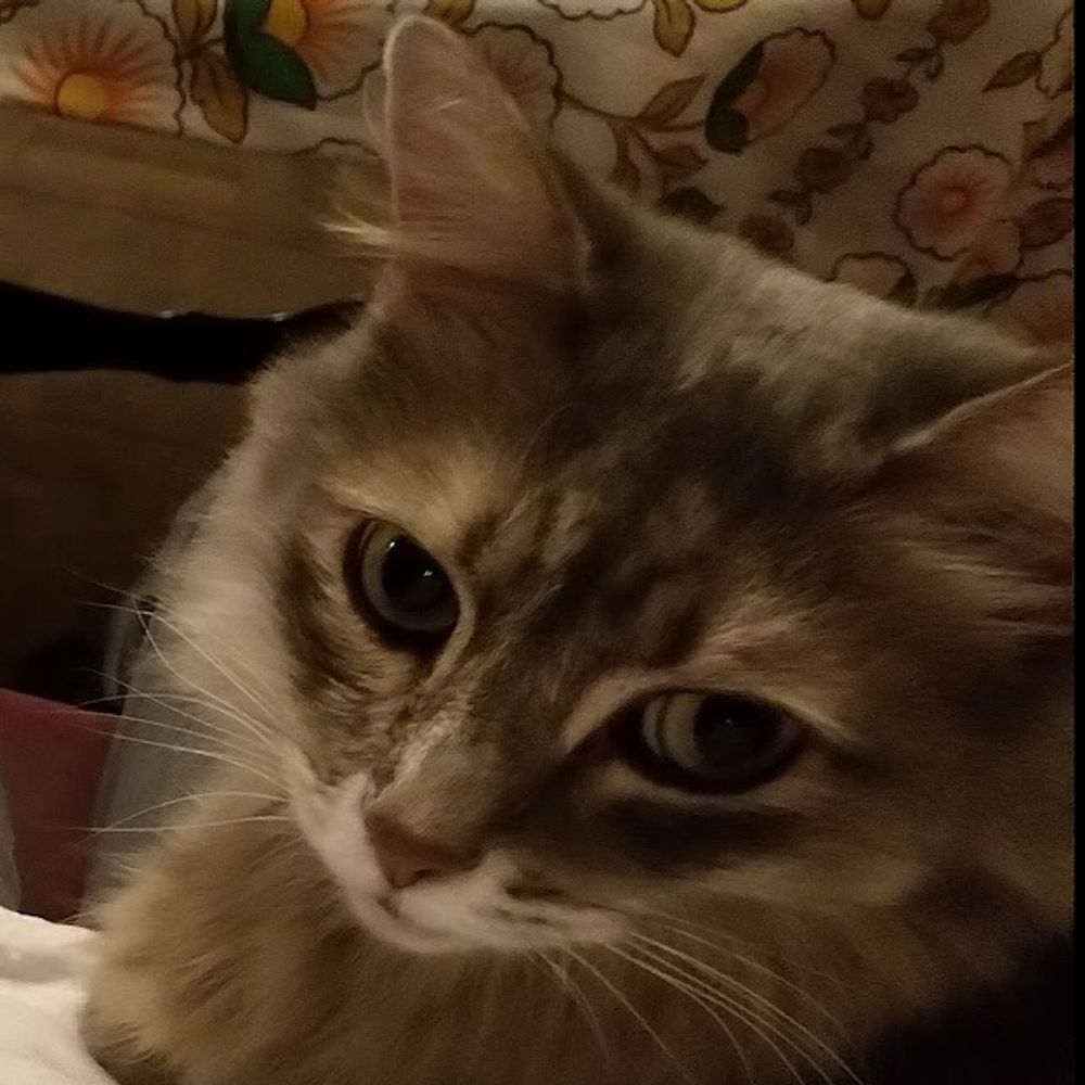 Jojo