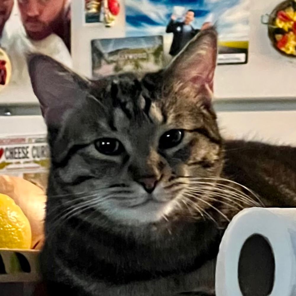 catmancer