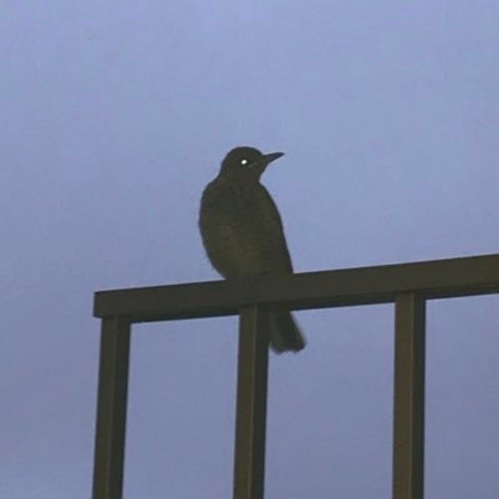 シジュウカラ