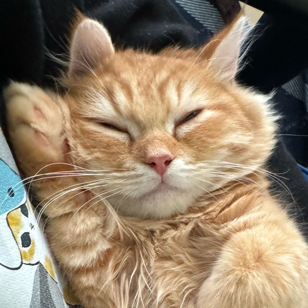 ねこまみれ