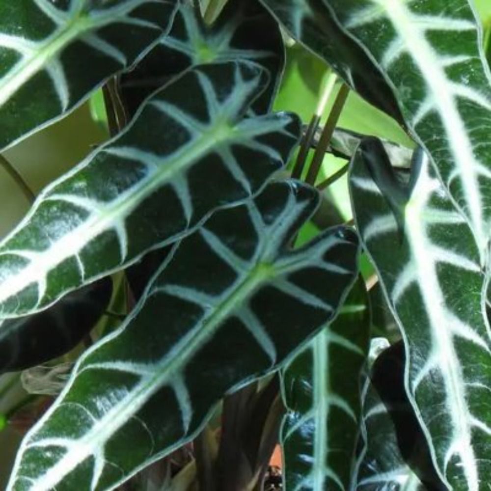 ALOCASIA's avatar