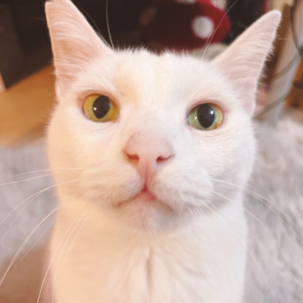 ゆーこ