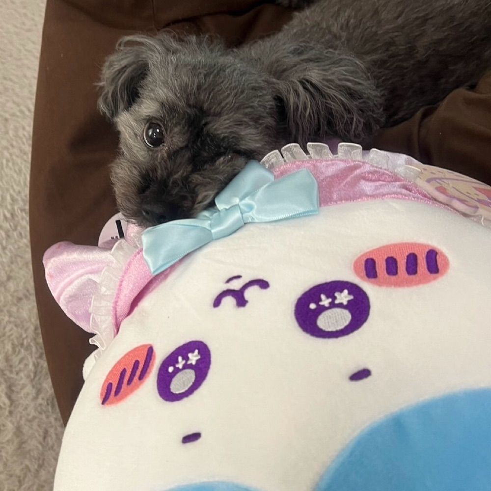 さえずりわんこ