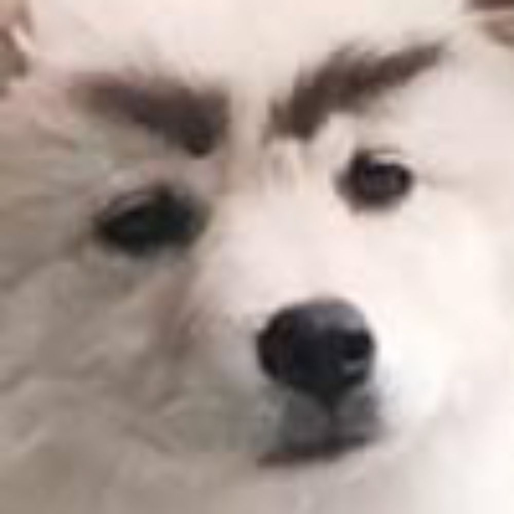 Corgiiinx🔪🔪