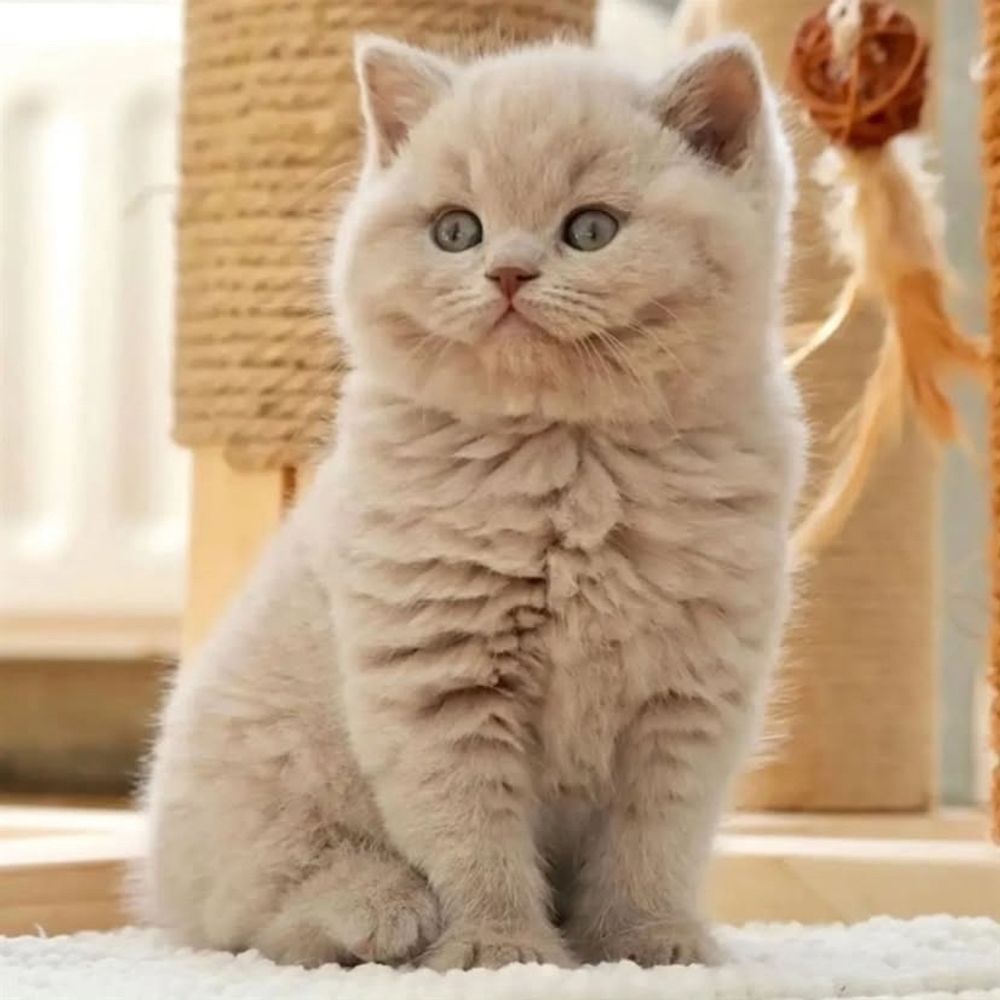 BritishShorthairDad