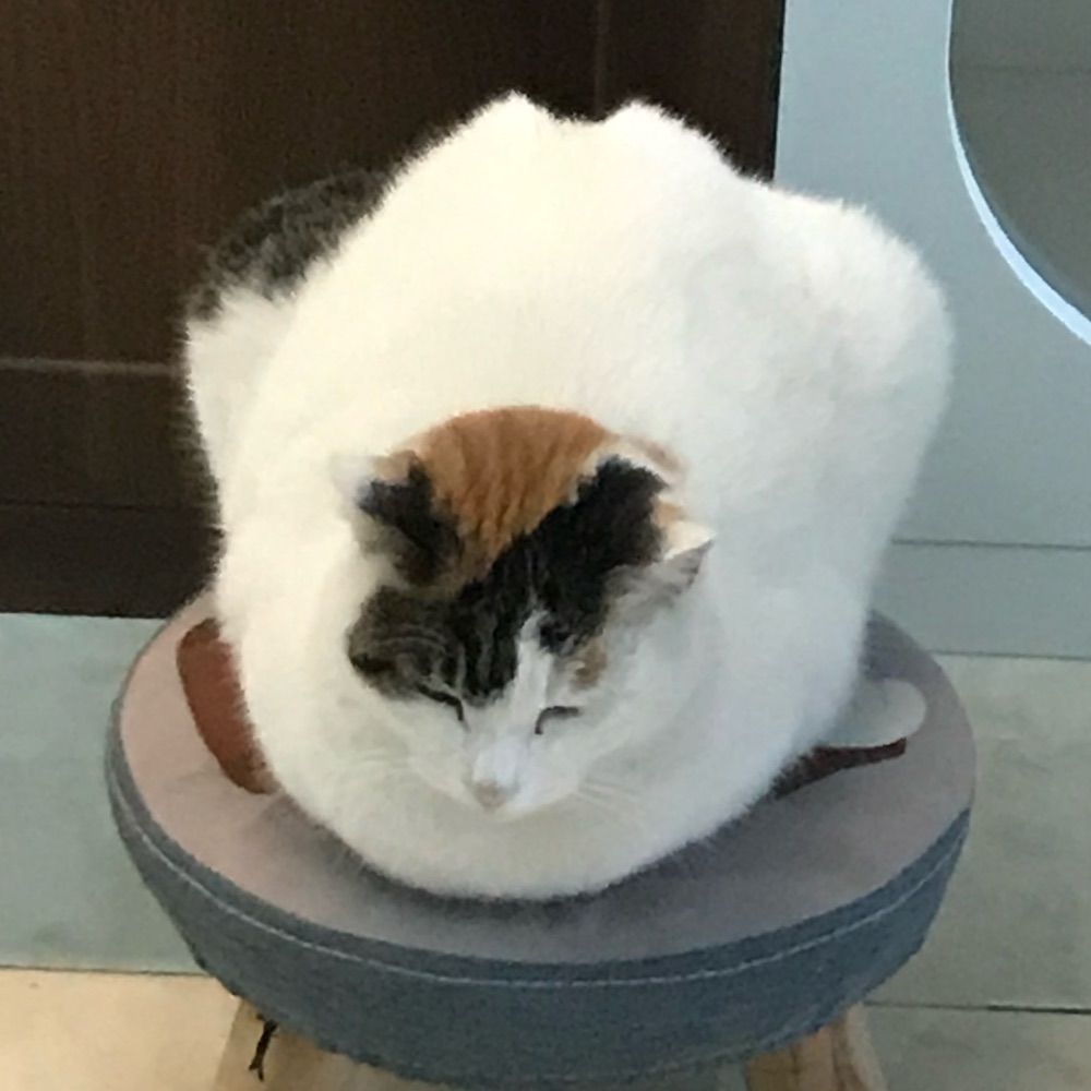 kiri