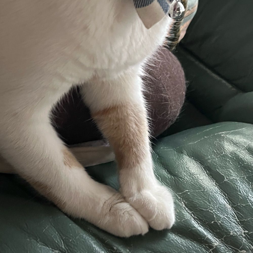 a.