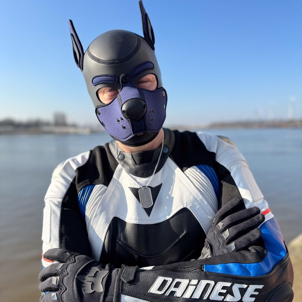 Gearbrador Sam