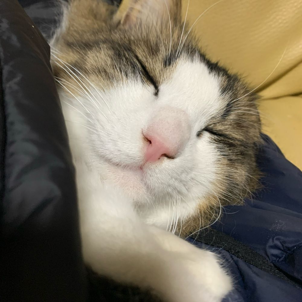 さる