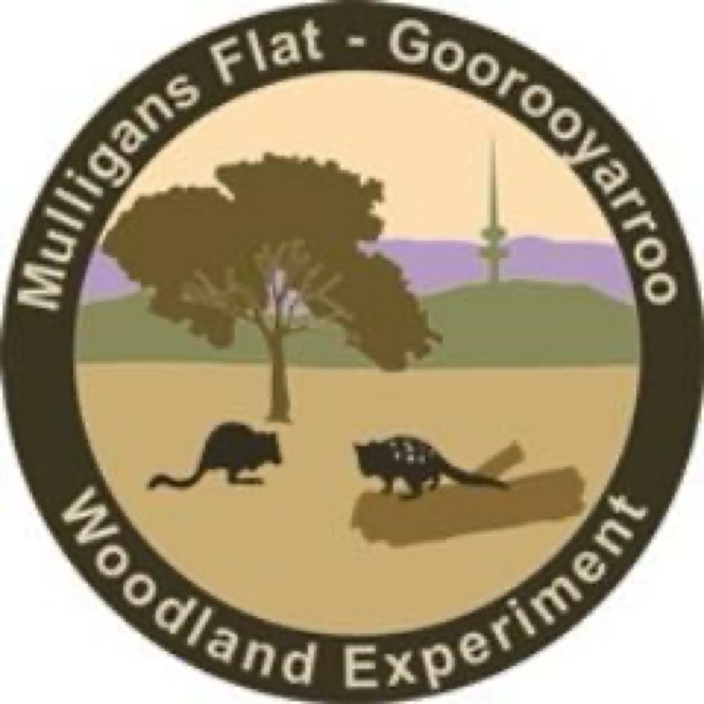 Mulligans Flat - Goorooyarroo Woodland Experiment