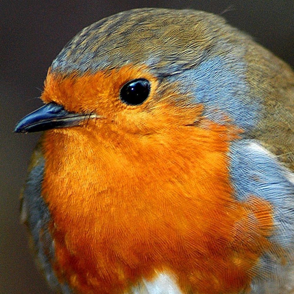 A nameless robin