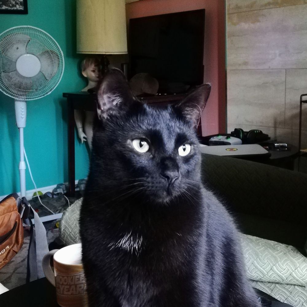 Cats_of_Horror
