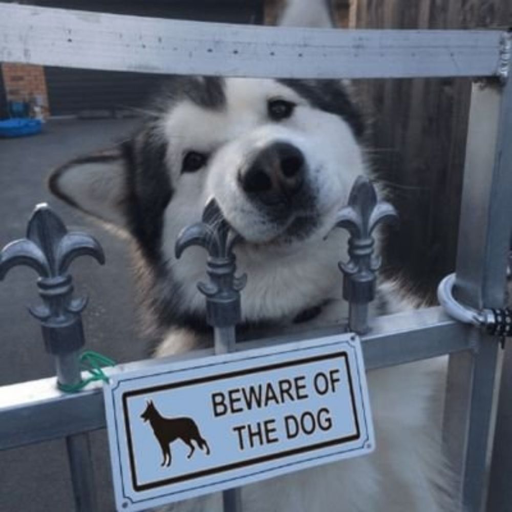ᏀᖇᗴᎩ💙Ω🐕 incest lover