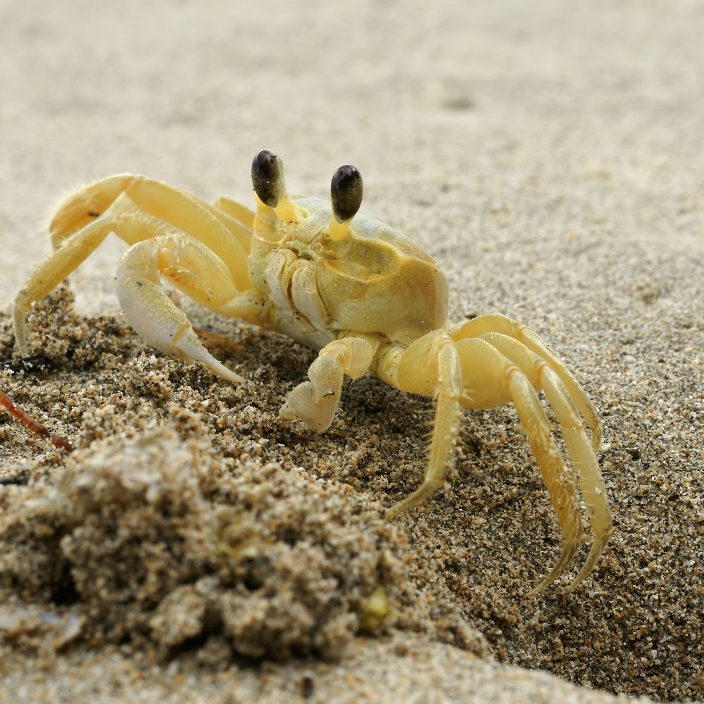 MOKA/Crabmaster