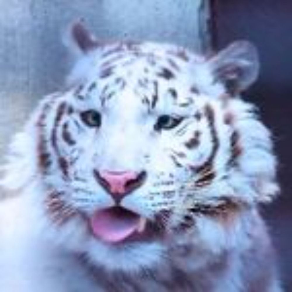 おーこ