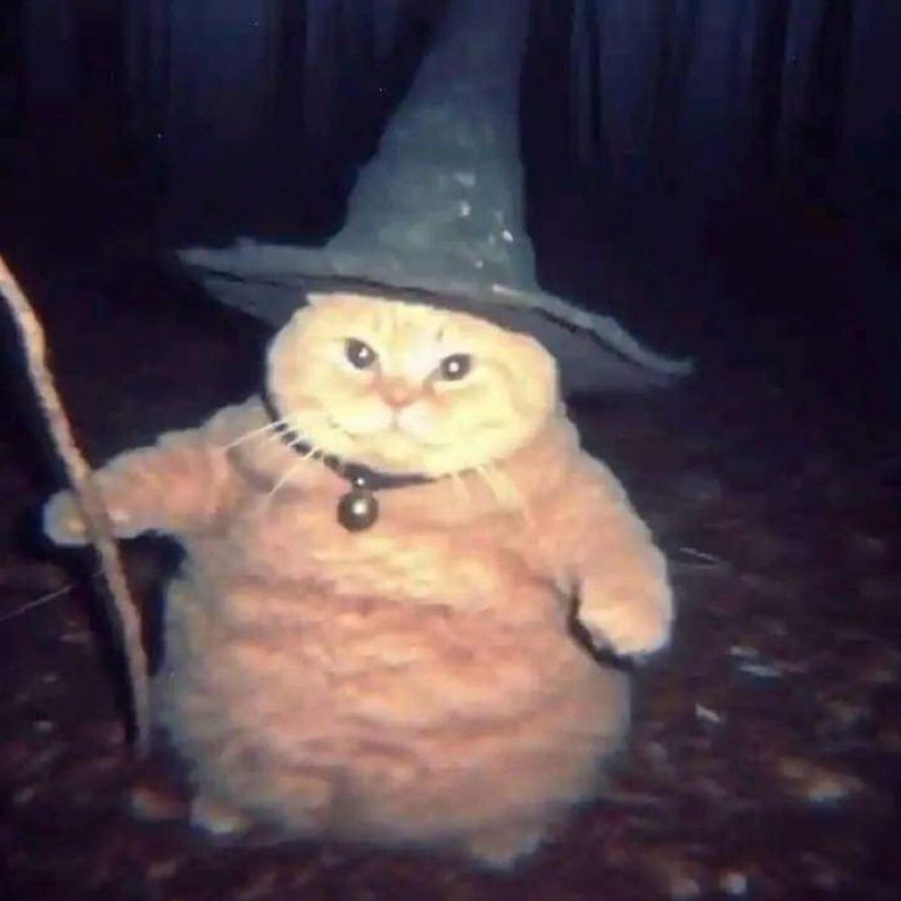 apenas um gato bruxo