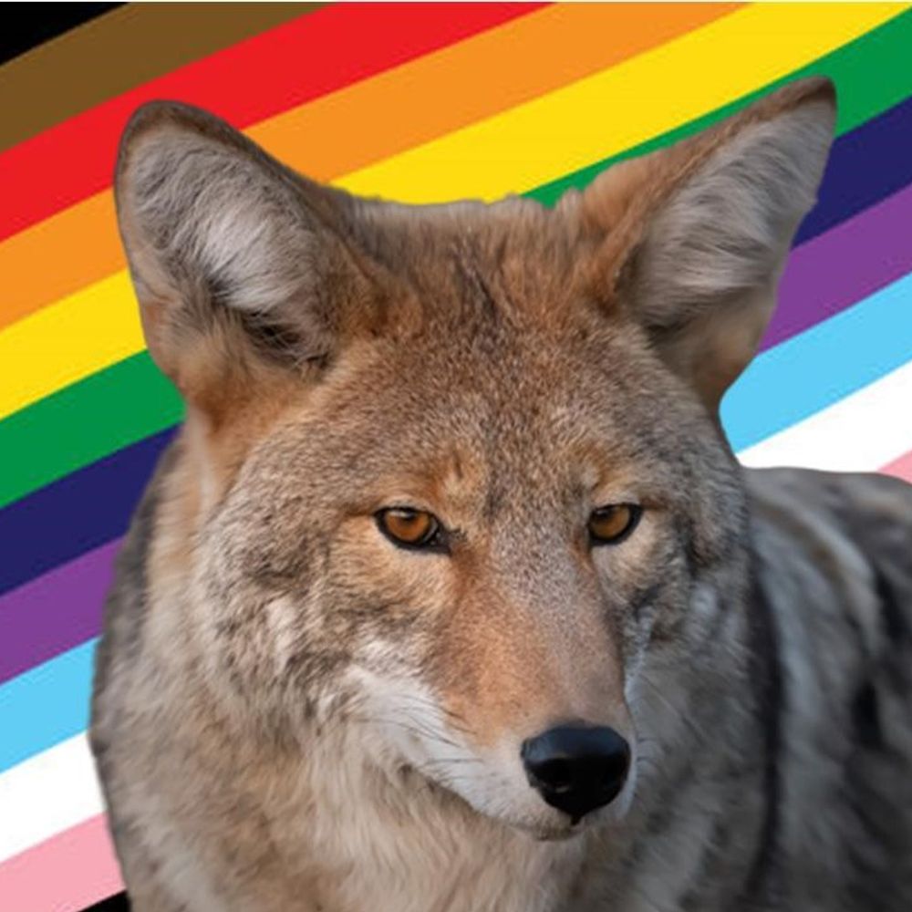 Edina Coyote