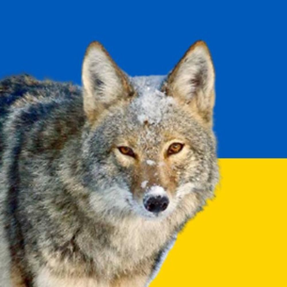Edina Coyote's avatar