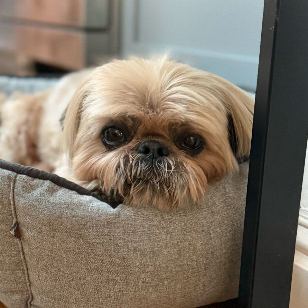 Dougie the Shih Tzu