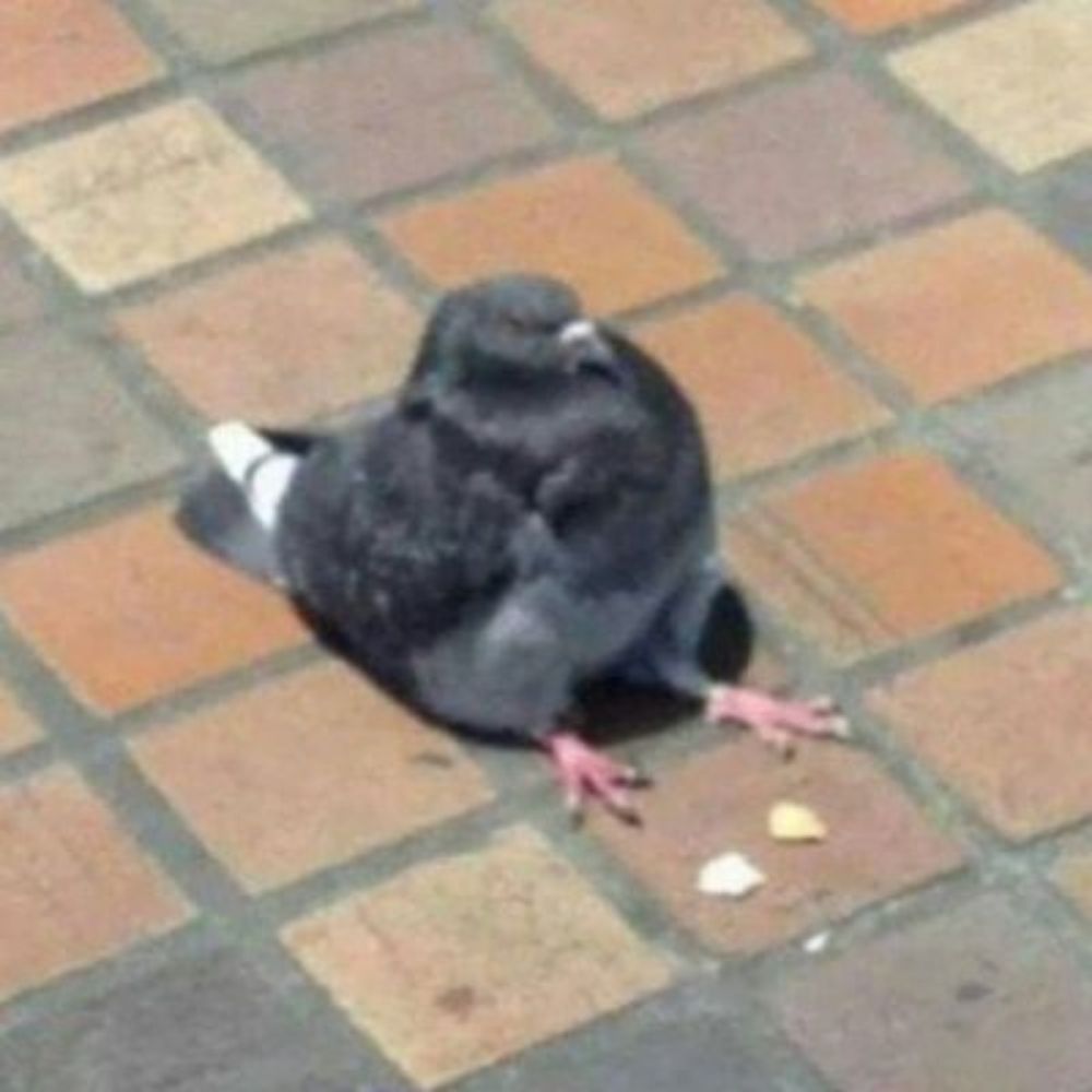 capivara suicida 